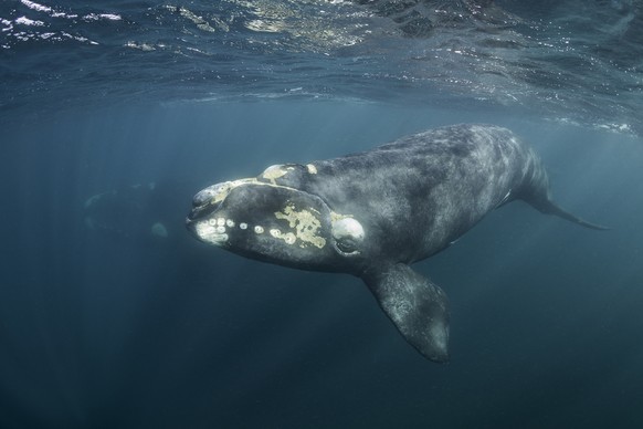 Vor der Ostküste Nordamerikas leben nur noch 400 Glattwale, Echoortung ist für sie überlebenswichtig.