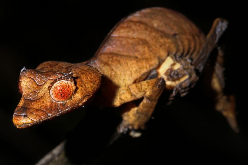 Gespenst-Plattschwanzgecko (Uroplatus phantasticus).