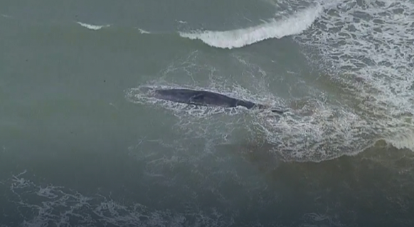 Pottwal Sperm whale Florida