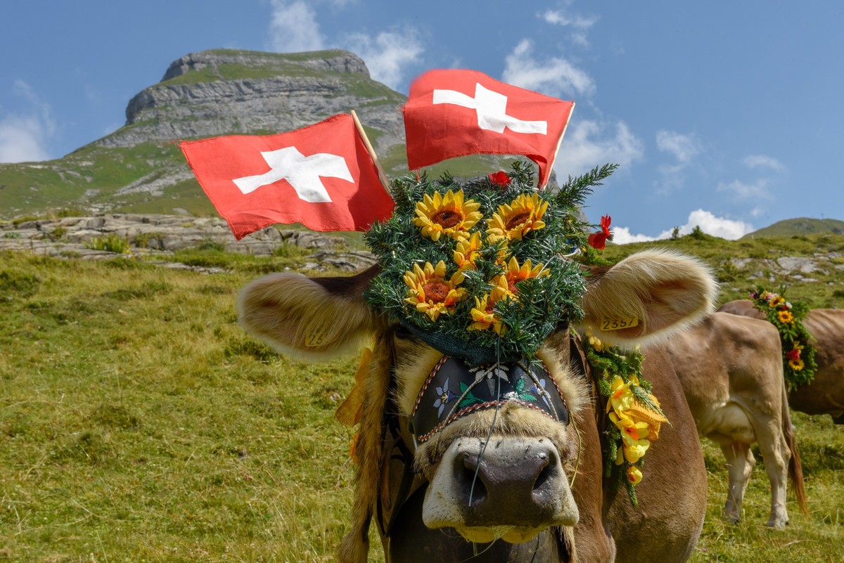 Kuh Schweiz Alp Alpabzug