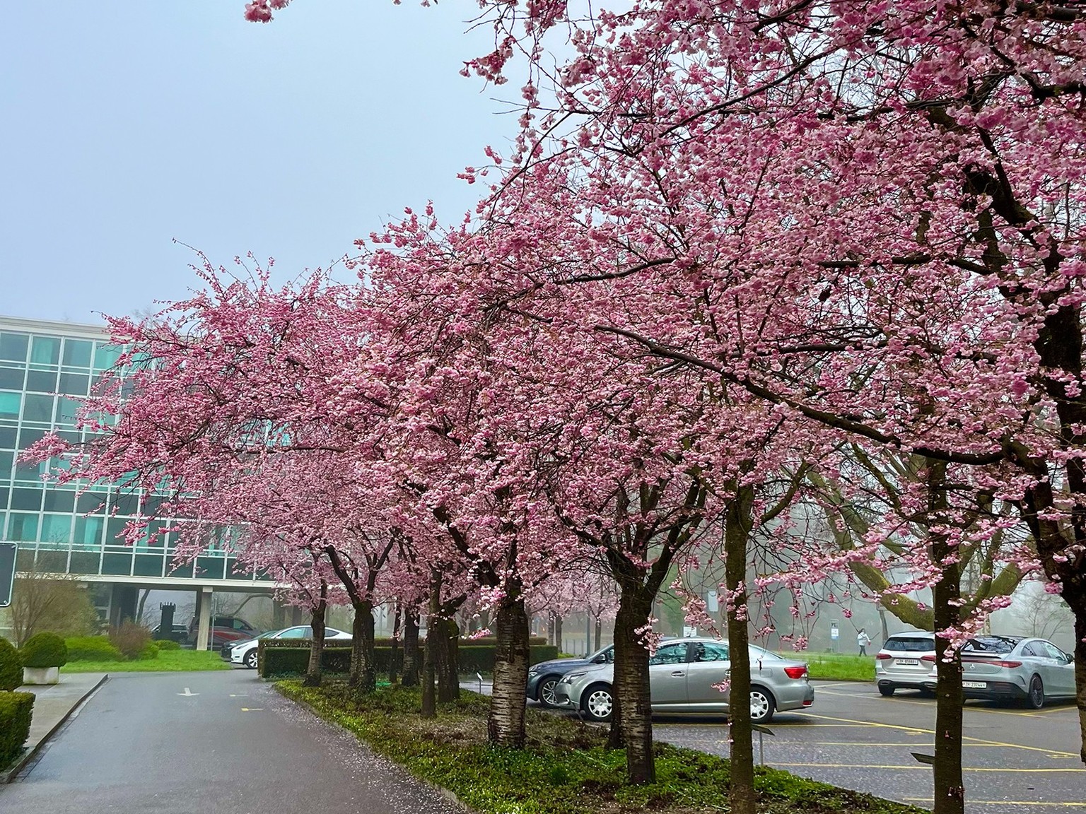 Kirschblüten Rauszeit Uster Frühling 2024 (19. März 2024) Schweiz