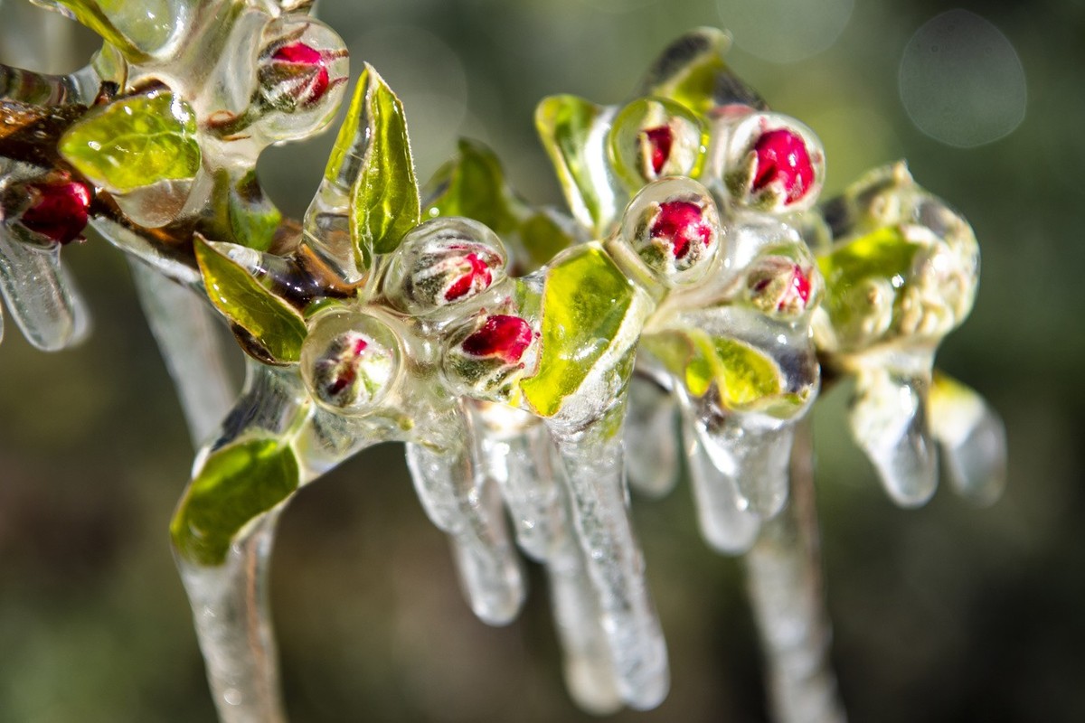 De l'eau est pulvérisée dans un verger de pommiers pour protéger les bourgeons et les fleurs du gel à Saxon, en Valais, le jeudi 8 avril 2021.