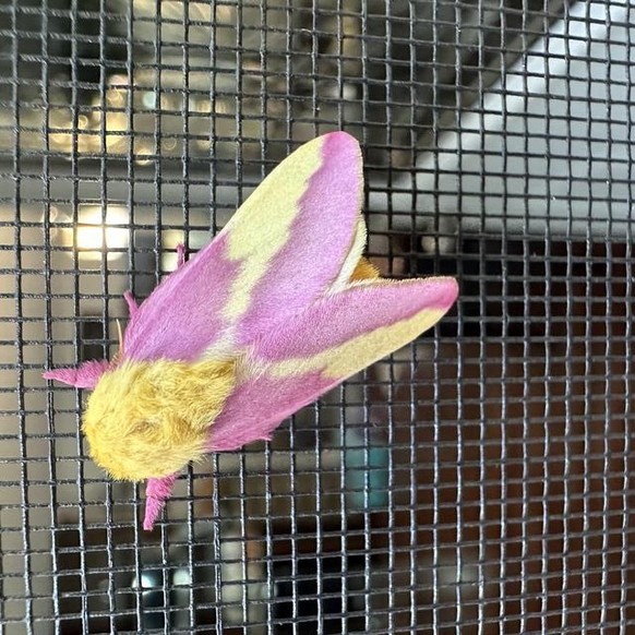Dryocampa rubicunda