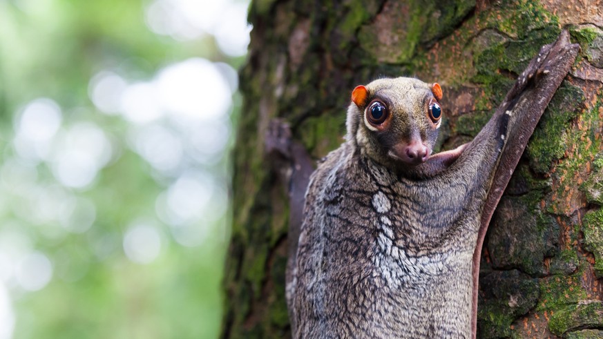 Flying Lemur, Philipinen-Gleitflieger