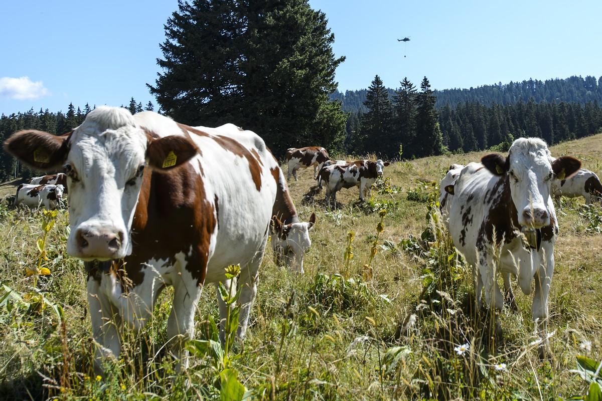 Un helicoptere Super Puma de l'Armee suisse passe au dessus des vaches pour apporter de l'eau dans un reservoir pour abreuver les vaches d'un paysan lors d'un point presse sur le d ...