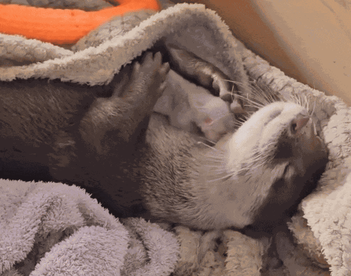 Animiertes GIF