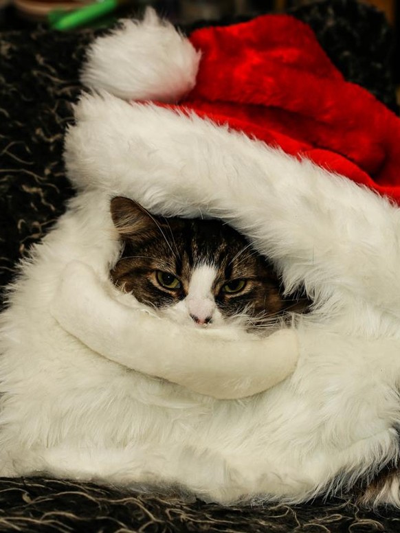 Weihnachtsmann Katze
https://imgur.com/gallery/oypRBso