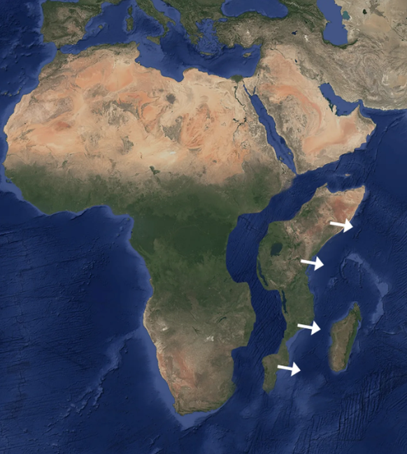 Wenn die Somalische und die Afrikanische Platte auseinanderdriften, wird Meerwasser die Lücke füllen und ein neuer Ozean entsteht. Die Simulation zeigt, wie die Geografie Afrikas sich verändern würde.