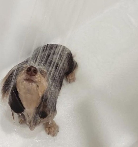 cute news tier hund

https://ch.pinterest.com/pin/1121888957210442027/
