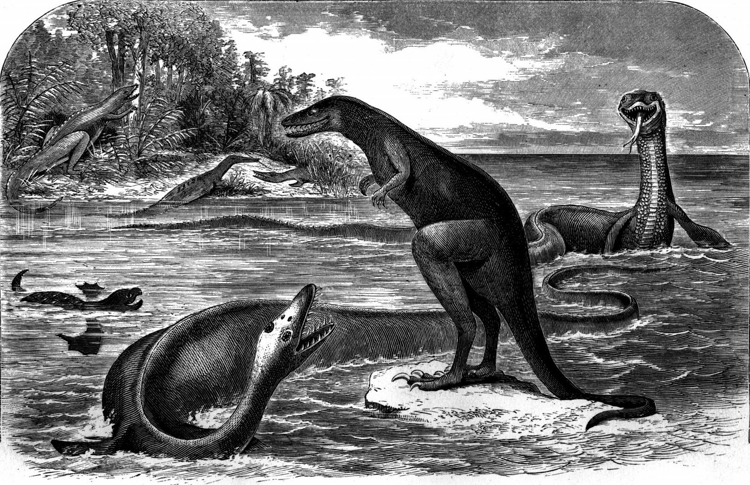 Diese Zeichnung Copes, veröffentlicht im Artikel „The fossil reptiles of New Jersey“ im American Naturalist im Jahr 1869, zeigt zwei Elasmosaurus (vorn links und rechts hinten) mit kurzem Hals und abs ...