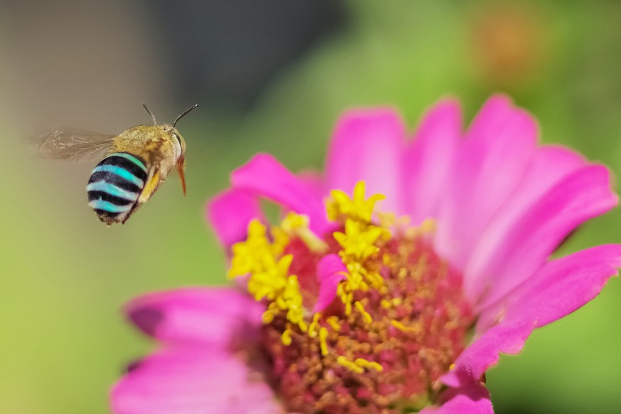 Amegilla cingulata, blaugebänderte Pelzbiene