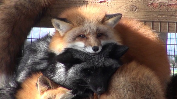 Wie gesagt: Es gibt einen Haufen Füchse in diesem Tierpark.