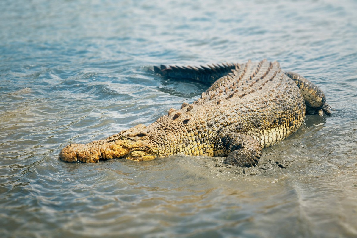 Creative Highlights World Leistenkrokodil, Leisten-Krokodil Crocodylus porosus, liegt im Wasser, Australien saltwater crocodile, estuarine crocodile Crocodylus porosus, lying in shallow water, Austral ...