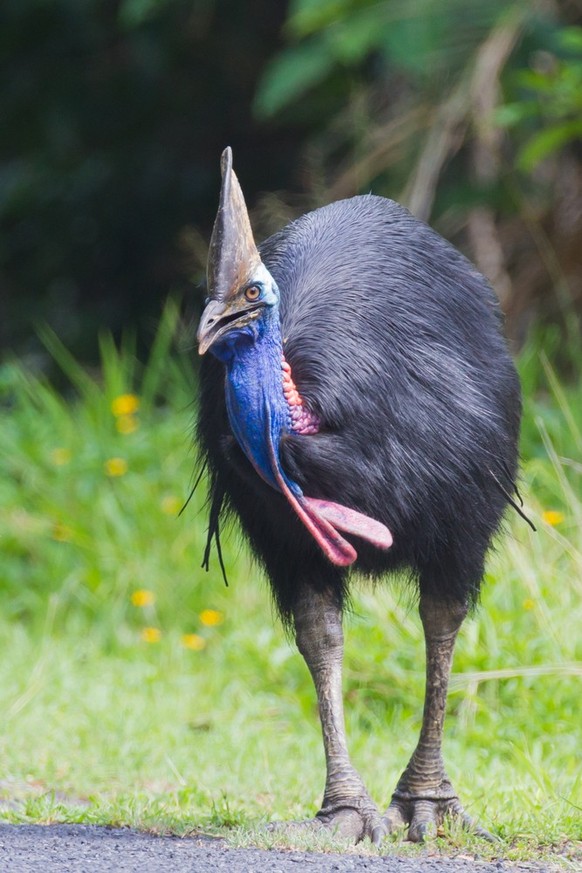 Helmkasuar (Casuarius casuarius)