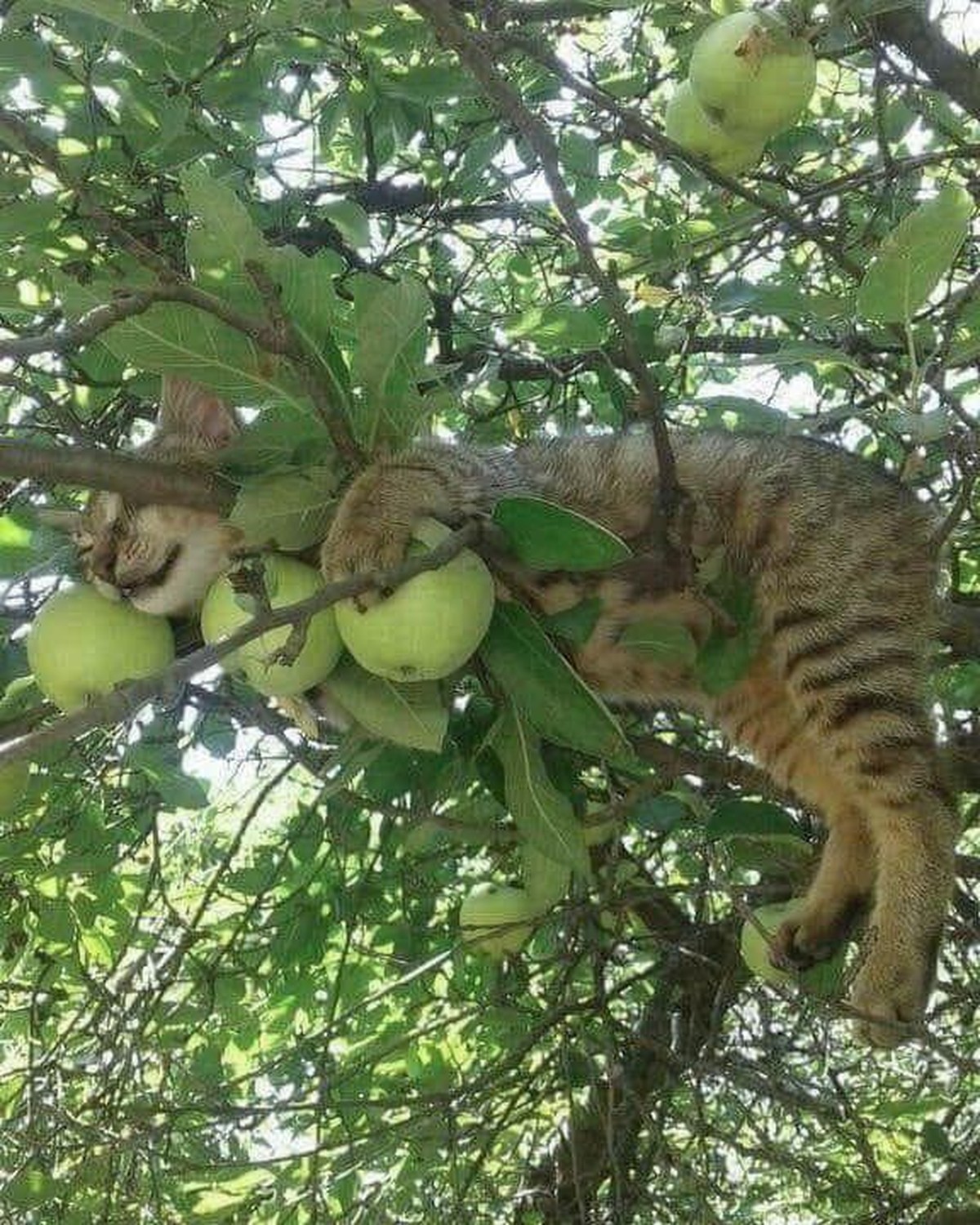 cute news tier katze

https://www.reddit.com/r/CatsBeingCats/comments/1gjjquj/he_must_love_his_mangoes/
