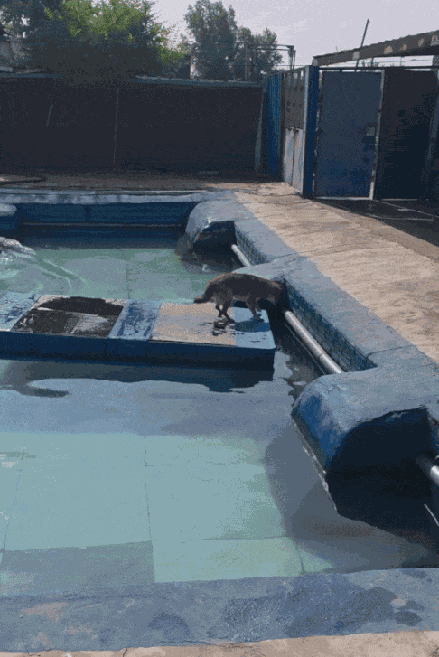Animiertes GIF