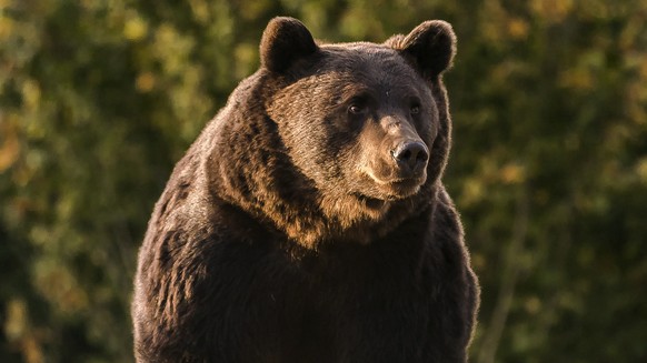 In this Oct. 2019 handout photo provided by NGO Agent Green, Arthur, a 17 year-old bear, is seen in the Covasna county, Romania. Romanian police will investigate a case involving Emanuel von und zu Li ...