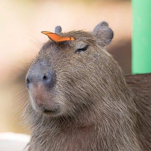 capybara

https://www.reddit.com/r/capybara/comments/pszu8o/capy_and_the_butterfly/