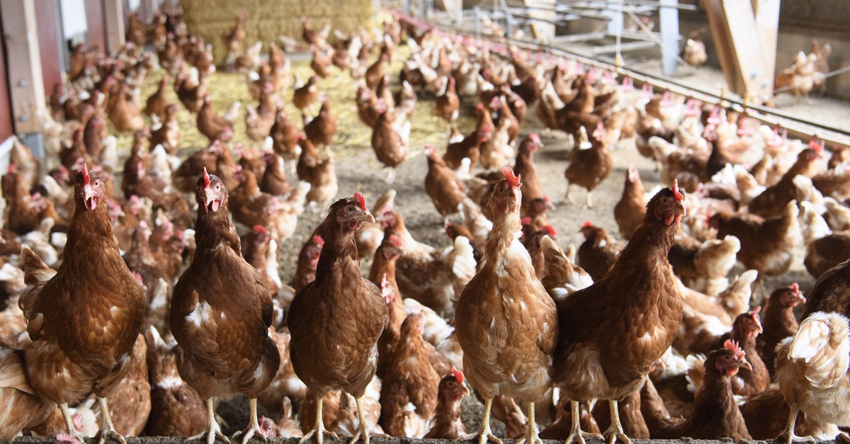 Schutzmassnahmen gegen Vogelgrippe werden aufgehoben