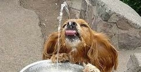 cute news tier hund

https://ch.pinterest.com/pin/469289223688392606/