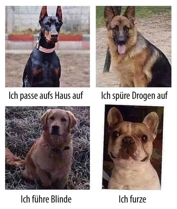 Picdump #8 вЂ“ Die besten Memes der Woche, nur fГјr dich!\nJeder hat seine Talente! рџ¤—