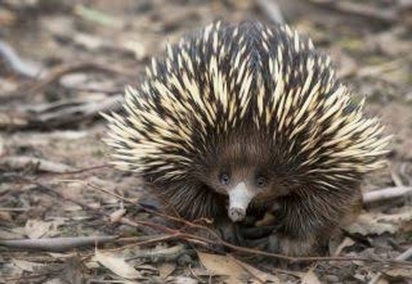 Australien Tiere