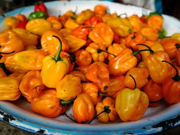 Scotch bonnet peppers chilis jamaika essen food kochen scharf spice gewürz