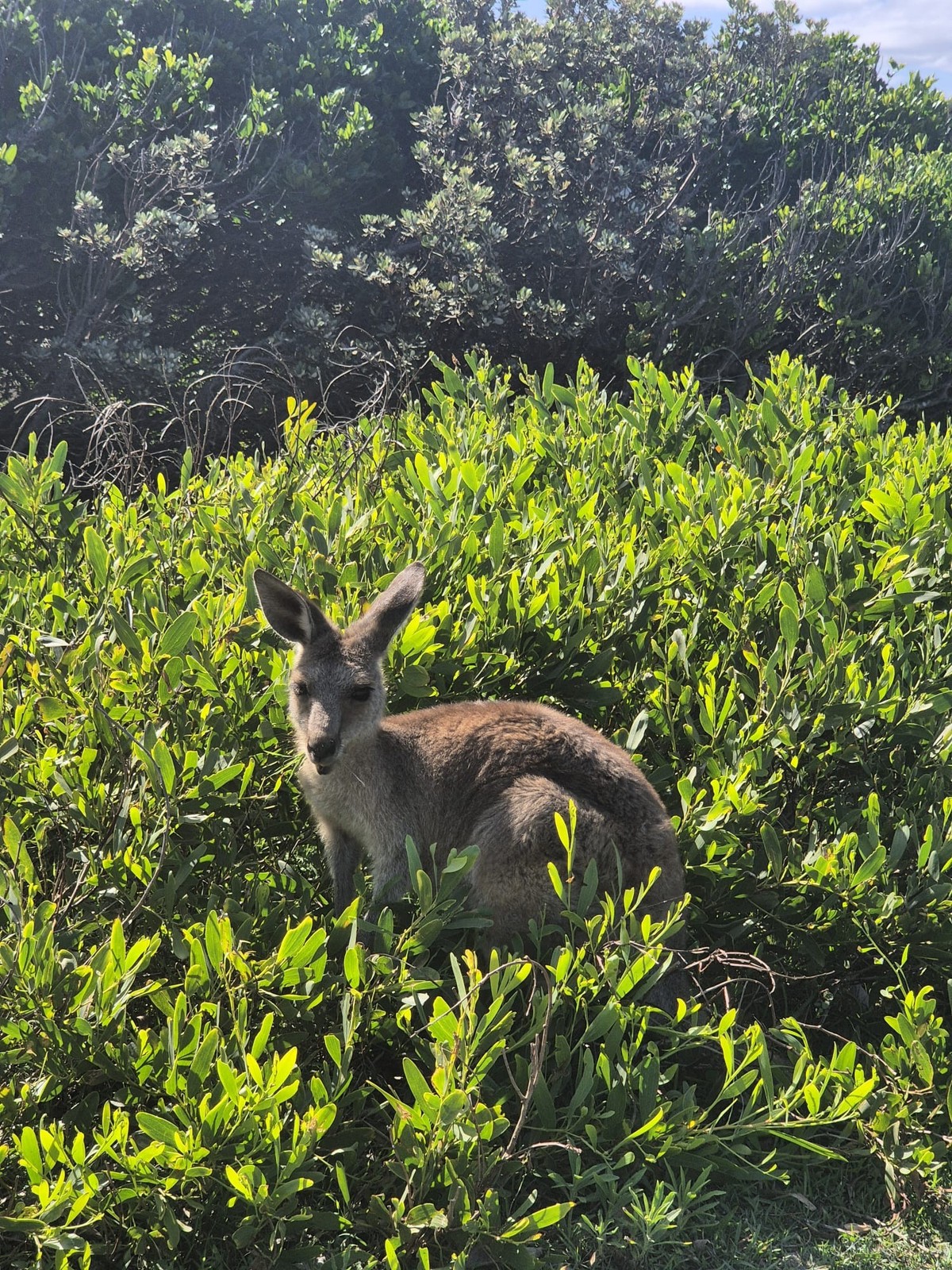 corinas bilder australien cute news