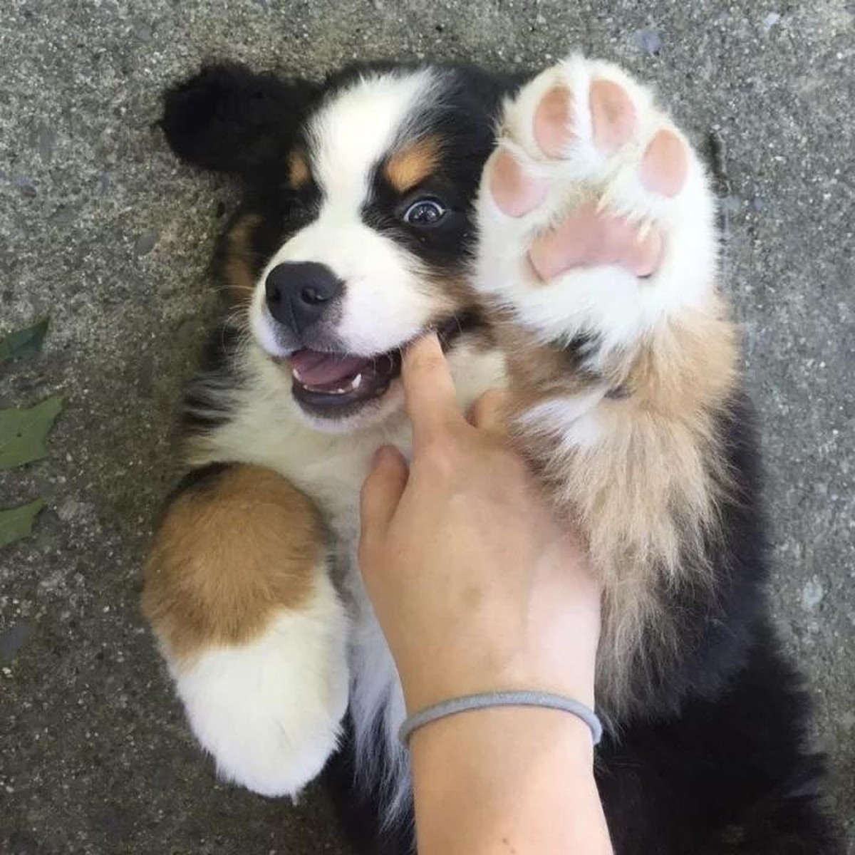cute news hund high five