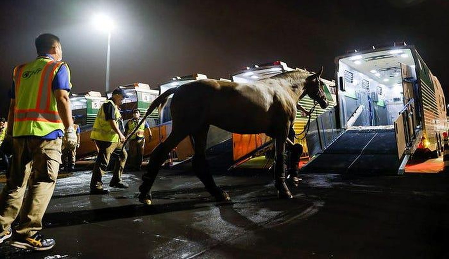 Die Olympia-Pferde werden für den langen Flug in Boxen verfrachtet.