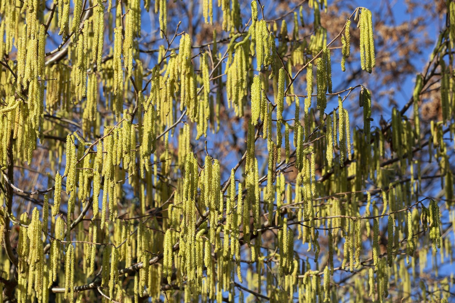 Haselnuss Haselnuss Blüte Haselnusskätzchen *** Hazelnut hazelnut flower hazelnut catkin 1065528190