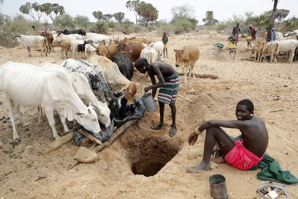 Samburu men give cows water in Kom village, Samburu County, Kenya on Saturday, Oct. 15, 2022. Generations of East Africans have tapped groundwater in the desert to survive in parched lands as droughts ...