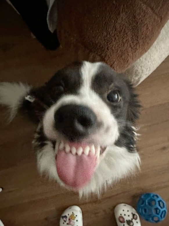 cute news tier hund

https://ch.pinterest.com/pin/322570392076209588/