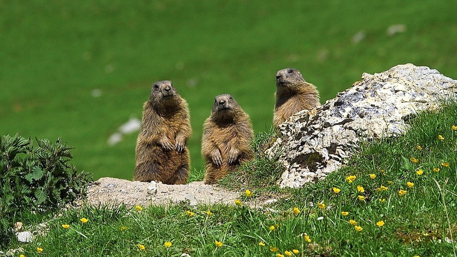 Verfressene Gesellschaft: Murmeltiere müssen den ganzen Sommer über eifrig Fett anfressen, um den Winterschlaf und die stressige Frühlingszeit ohne Nahrung zu überstehen.
(Achtung: Ausschliesslich zu  ...