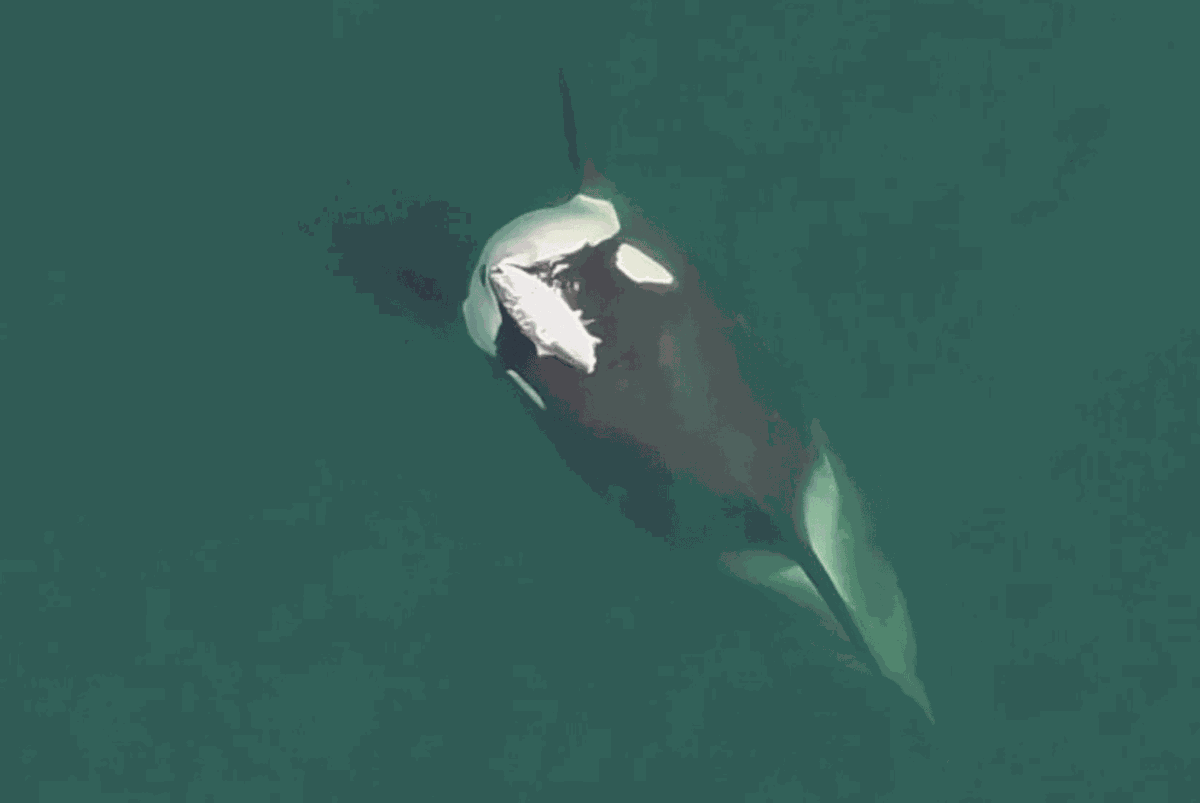 cute news tier orca
