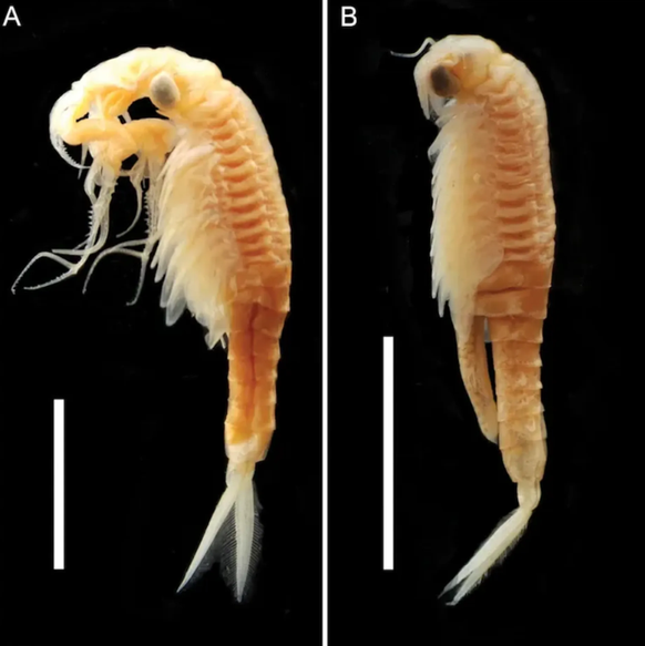 Die Feenkrebsart Streptocephalus warliae auf dem Jawahar-Plateau in Maharashtra.
