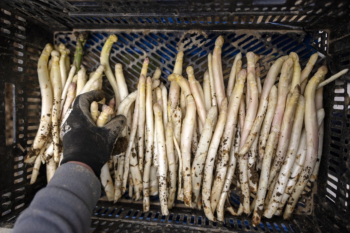 Ein Arbeiter erntet weisse Spargeln auf einem Feld des Spargelhofs der Jucker Farm beim ersten Spargelstich der Saison, am Donnerstag, 27. Maerz 2025 in Eglisau, Kanton Zuerich. Weisse Spargeln wachse ...