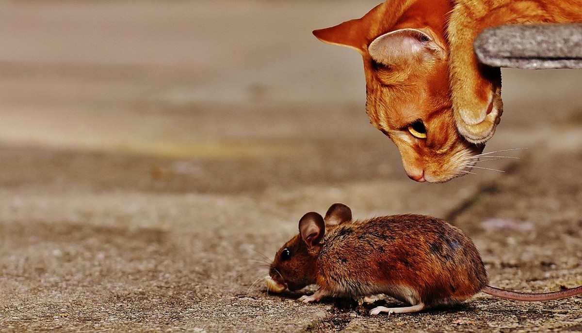 https://pixabay.com/de/maus-waldmaus-katze-lauern-1907494/