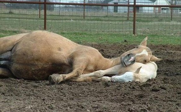 Kuschelnde Tiere