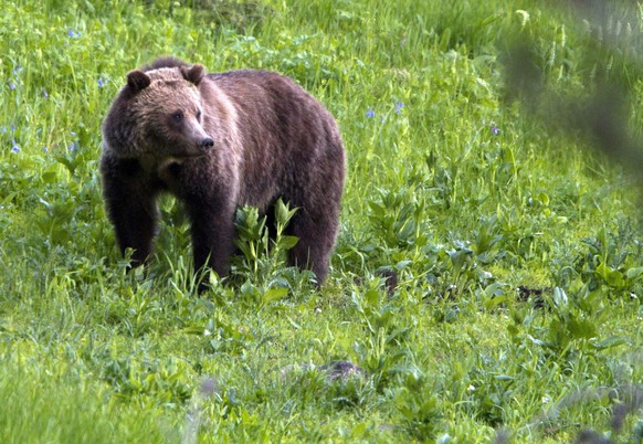 FILE - This July 6, 2011 file photo shows a grizzly bear roaming near Beaver Lake in Yellowstone National Park, Wyo. Federal officials will propose on Thursday, March 3, 2016, to lift Endangered Speci ...