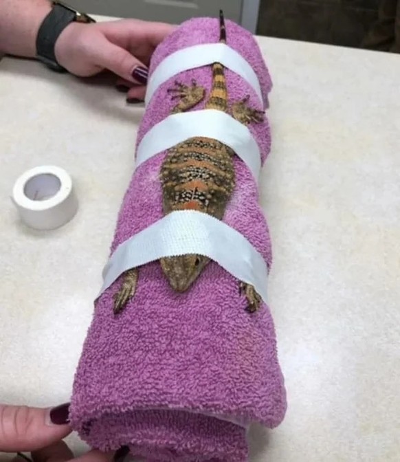 cute news tier 

https://www.reddit.com/r/Damnthatsinteresting/comments/1kbzx09/some_of_my_favorite_images_of_animals_getting_ct/#lightbox