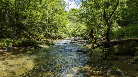 Gewässerperlen Schweiz wilde naturnahe Schweizer Flüsse unberührt Flusswanderungen Rauszeit Magliasina