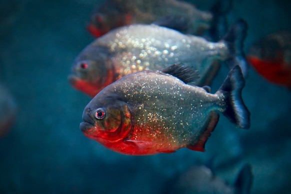 Rote Piranhas geben bellende Geräusche von sich.