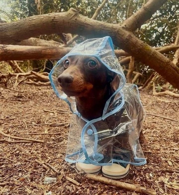 cute news tier hund

https://ch.pinterest.com/pin/1121888957200421331/