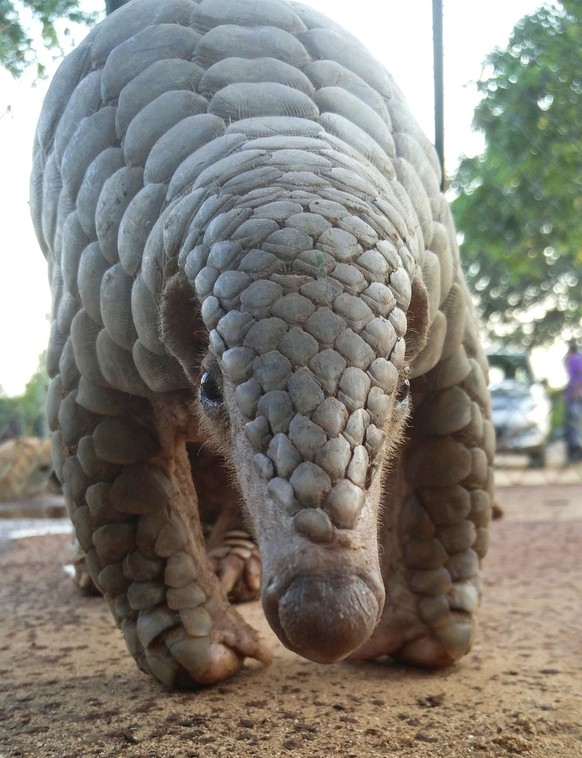 Pangolin