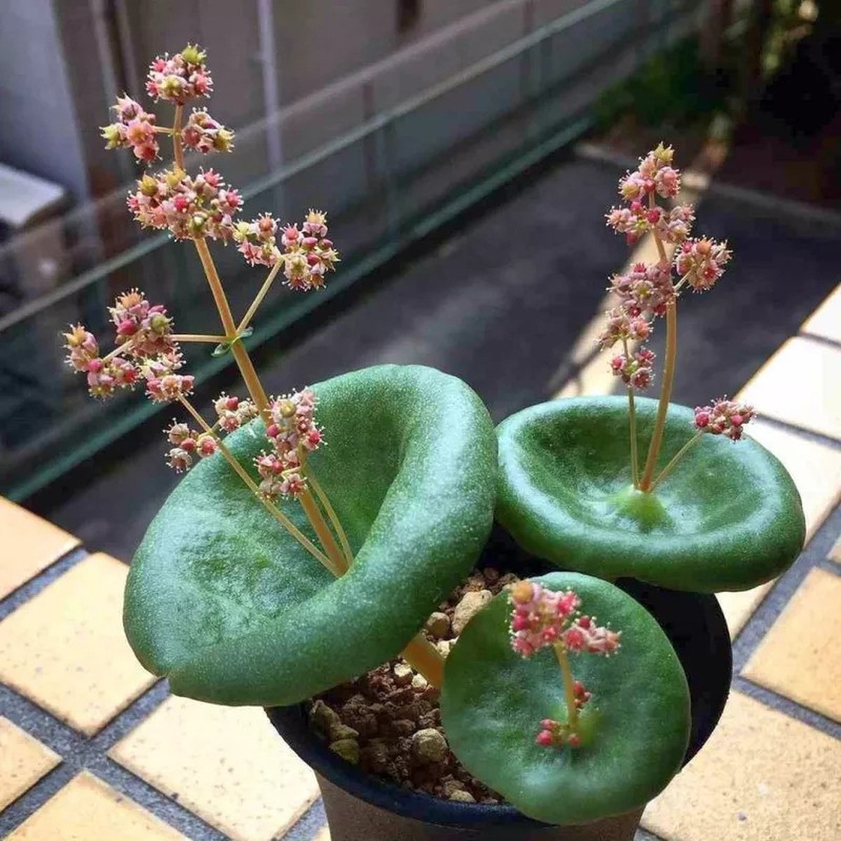 Crassula umbella.