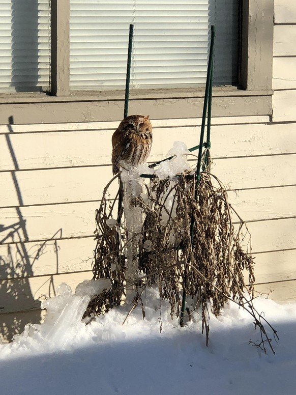 cute news animal owl https://www.reddit.com/r/Owls/comments/17qgvzo/anyone_know_what_type_of_owl_this_is_spotted_in/