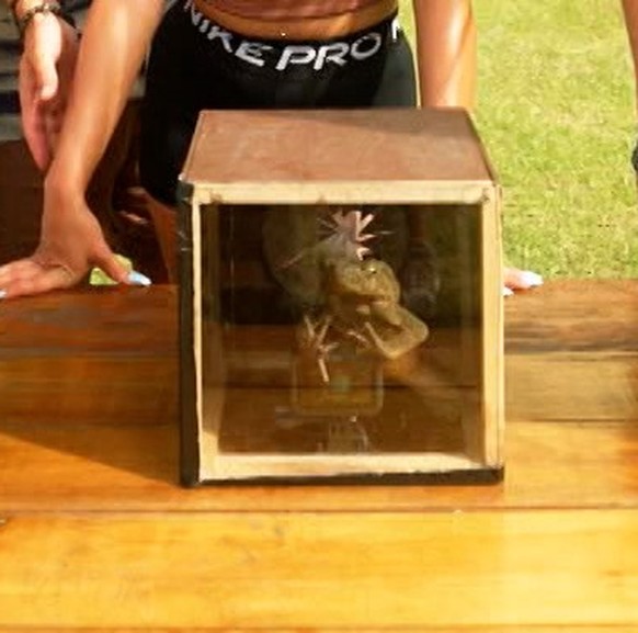 The poor toad's fight is clearly visible.