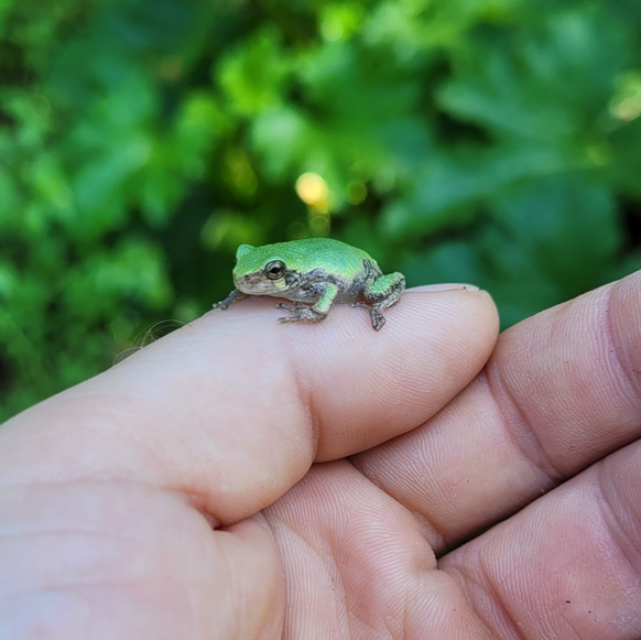 cute news tier kleiner grüner frosch sitzt auf einer hand


https://www.reddit.com/r/Eyebleach/comments/15lq0xs/found_this_little_critter_in_my_garden/