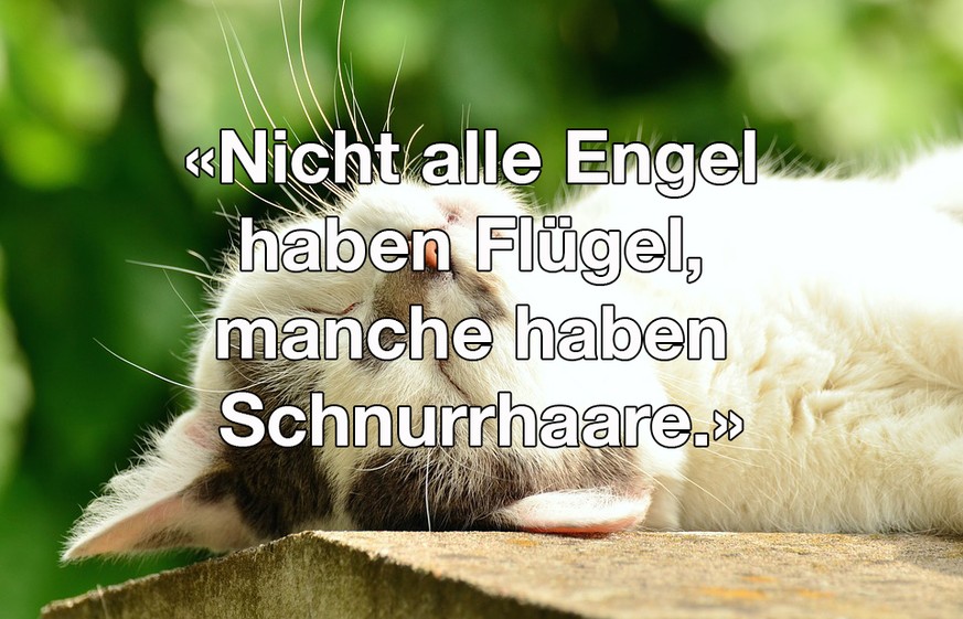 Frauen sind wie katzen sprüche